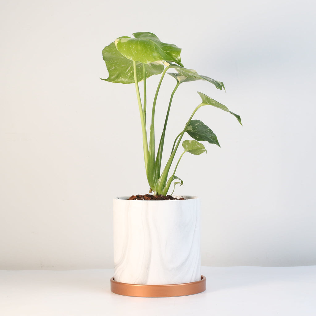 Monstera Thai Constellation - Cheeky Garden