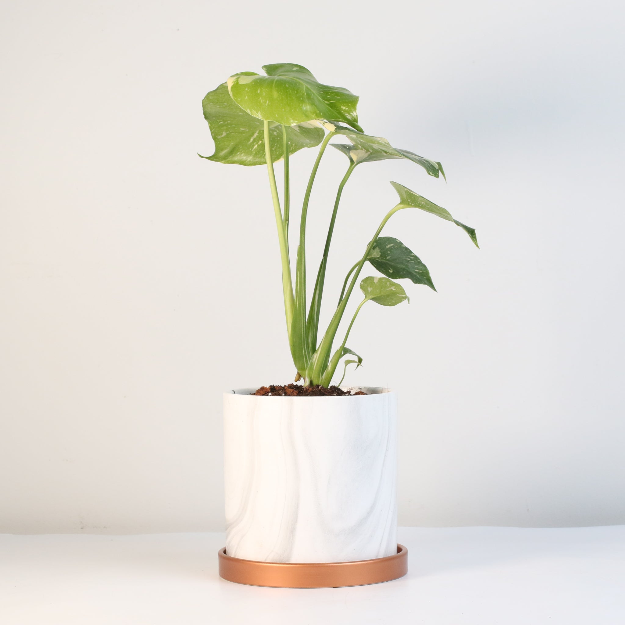 Monstera Thai Constellation - Cheeky Garden