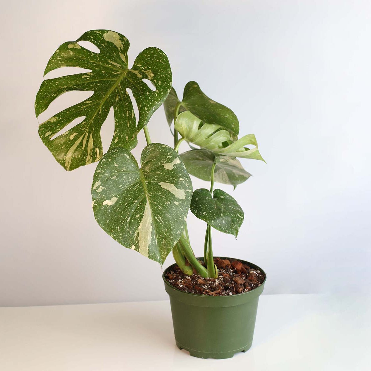 Monstera Thai Constellation - Cheeky Garden