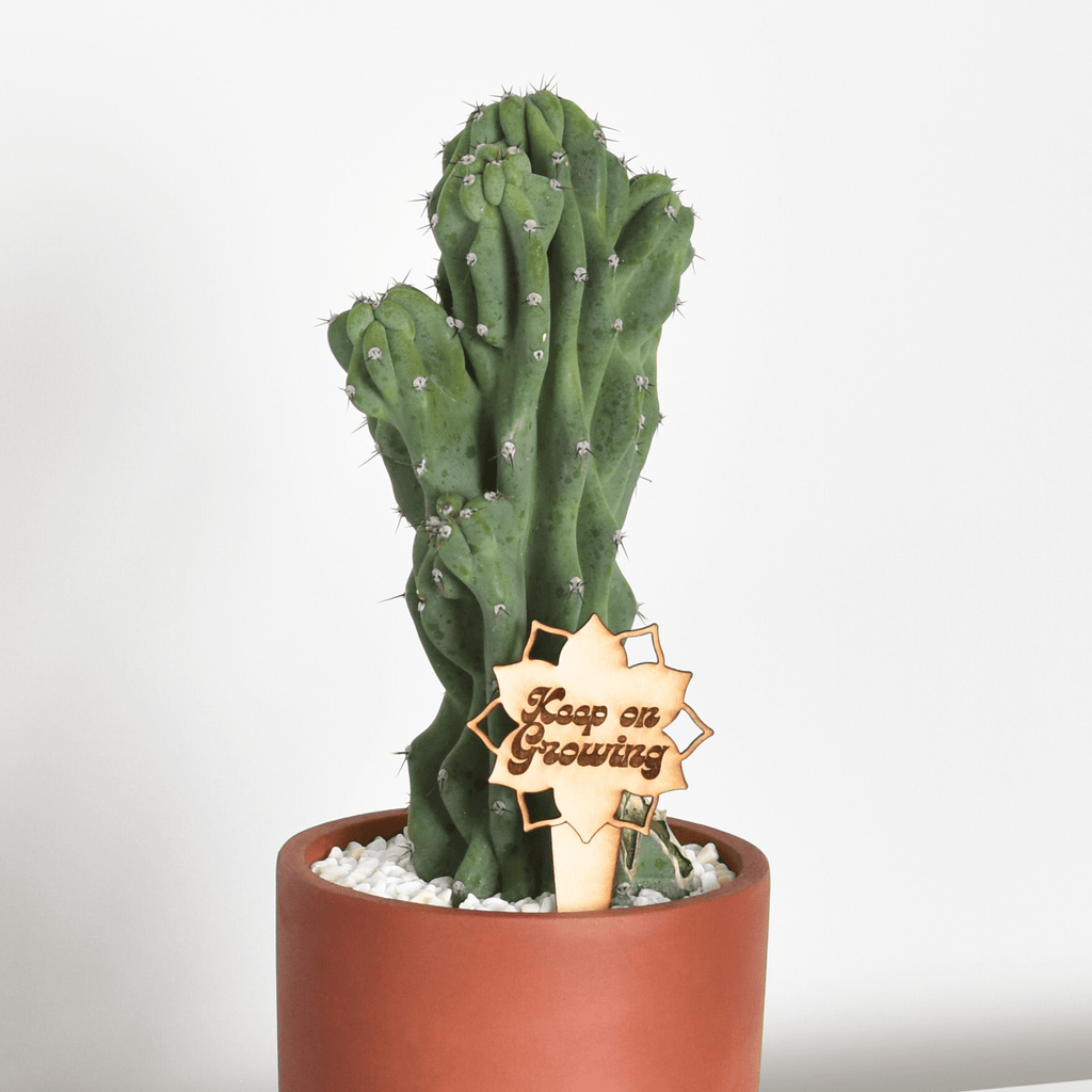 Monstrose Peruvian Apple Cactus (Cereus repandus f. monstrosus) - Cheeky Garden