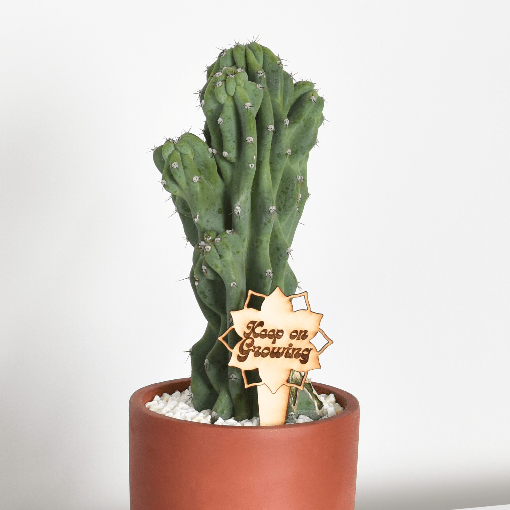 Monstrose Peruvian Apple Cactus (Cereus repandus f. monstrosus) - Cheeky Garden