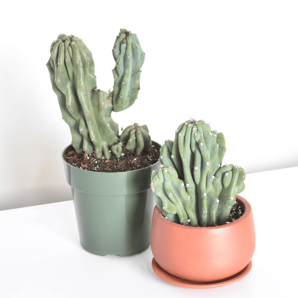 Monstrose Peruvian Apple Cactus (Cereus repandus f. monstrosus) - Cheeky Garden