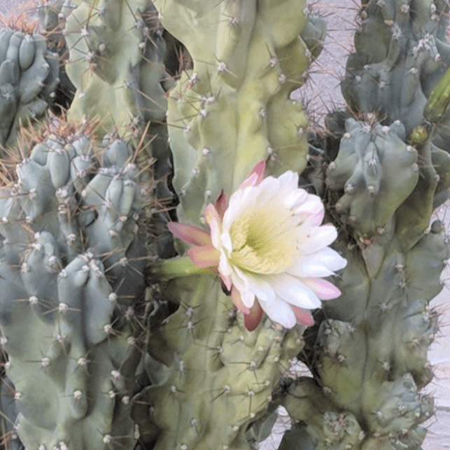 Monstrose Peruvian Apple Cactus (Cereus repandus f. monstrosus) - Cheeky Garden