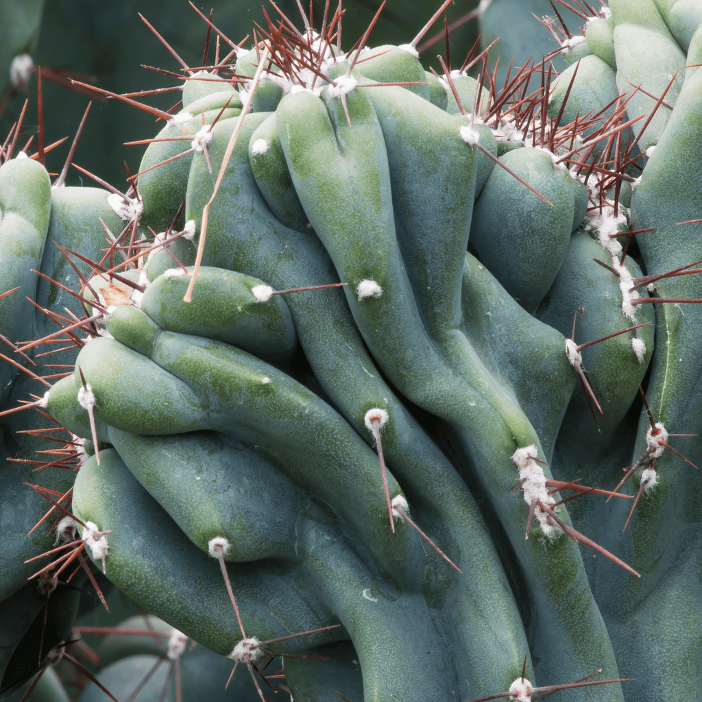 Monstrose Peruvian Apple Cactus (Cereus repandus f. monstrosus) - Cheeky Garden