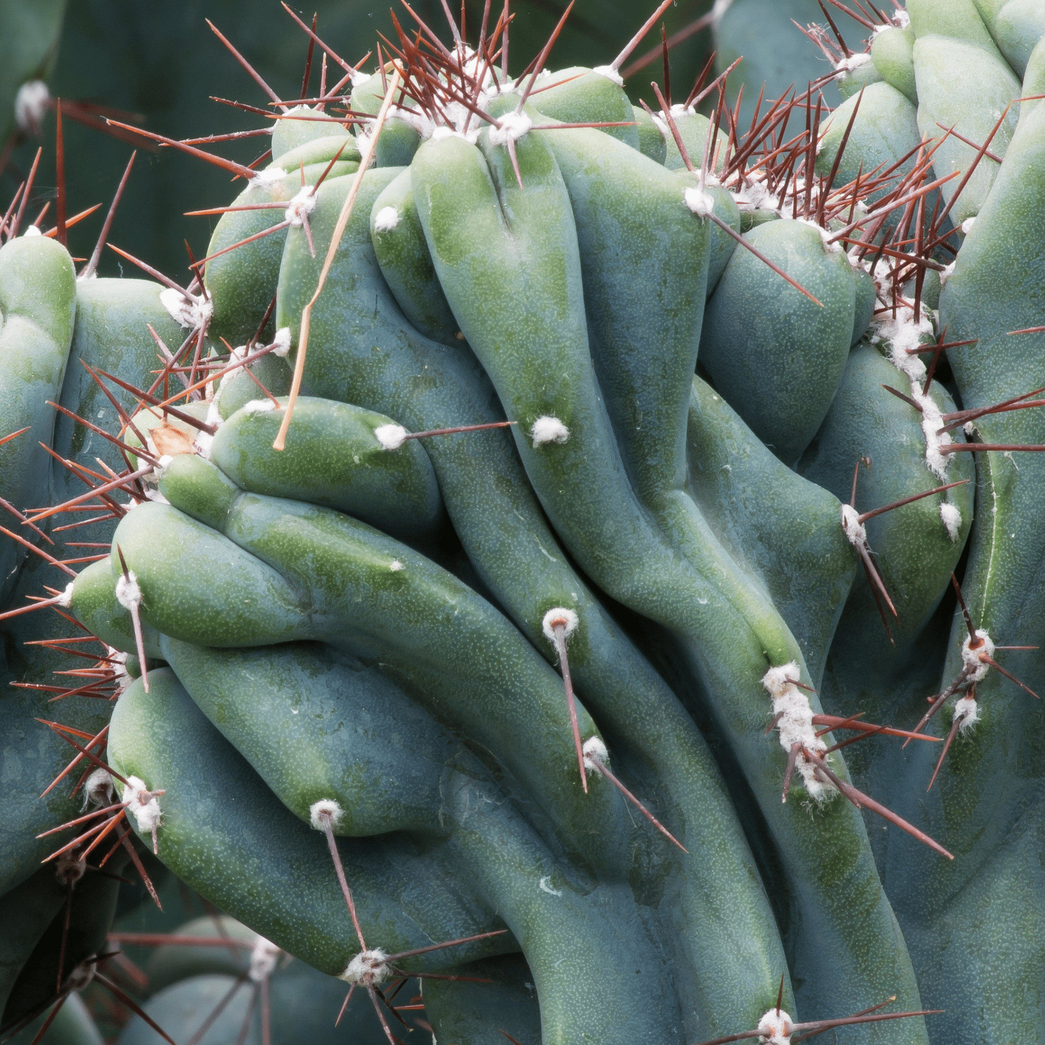 Monstrose Peruvian Apple Cactus (Cereus repandus f. monstrosus) - Cheeky Garden