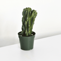 Monstrose Peruvian Apple Cactus (Cereus repandus f. monstrosus) - Cheeky Garden