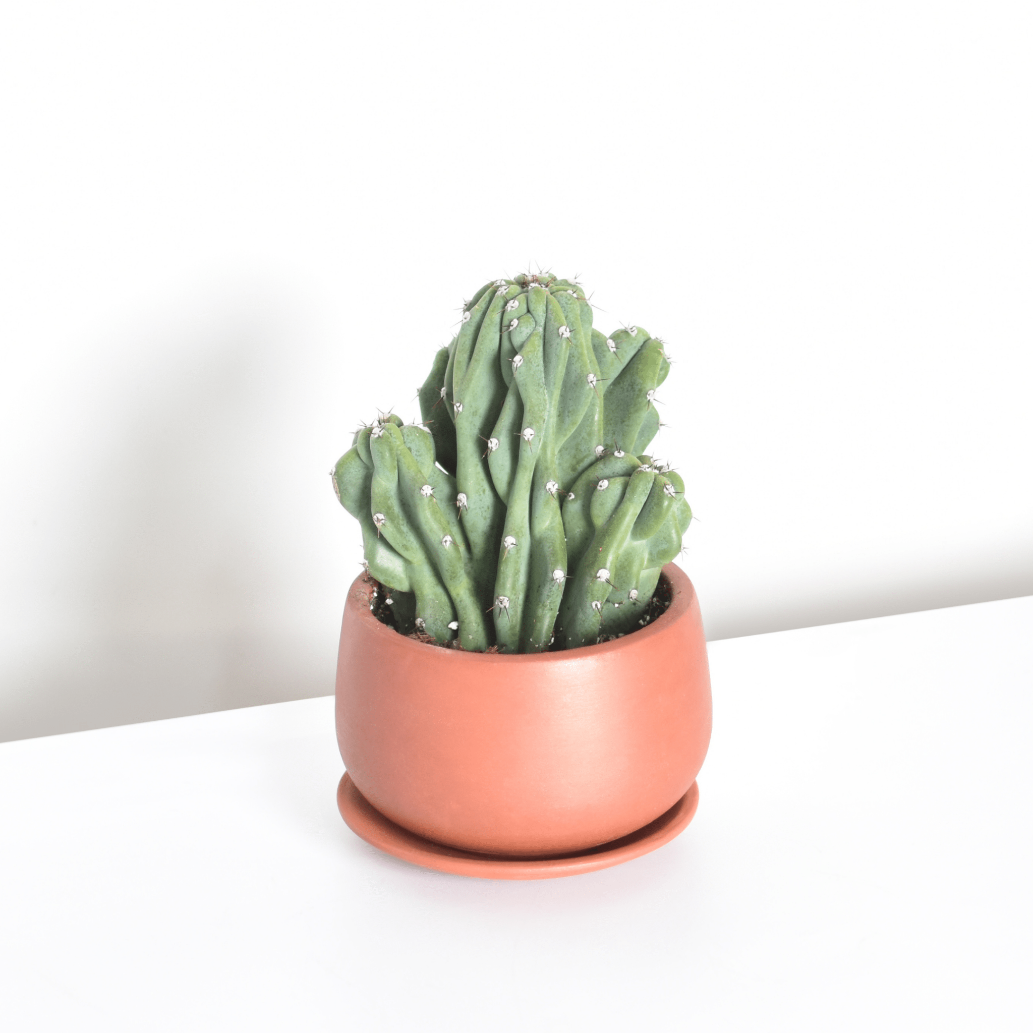 Monstrose Peruvian Apple Cactus (Cereus repandus f. monstrosus) - Cheeky Garden