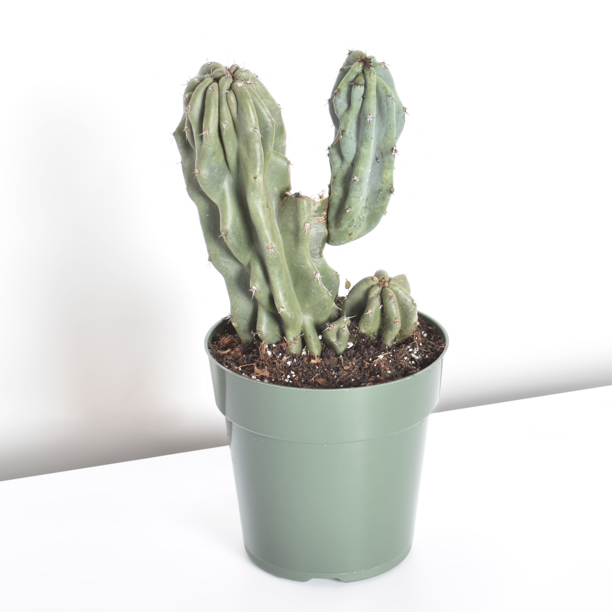 Monstrose Peruvian Apple Cactus (Cereus repandus f. monstrosus) - Cheeky Garden