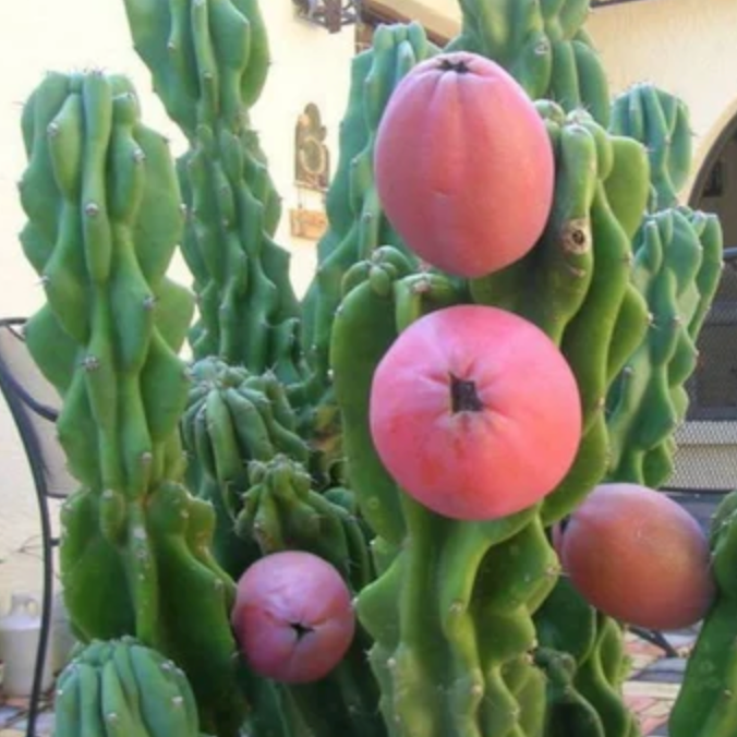 Monstrose Peruvian Apple Cactus (Cereus repandus f. monstrosus) - Cheeky Garden