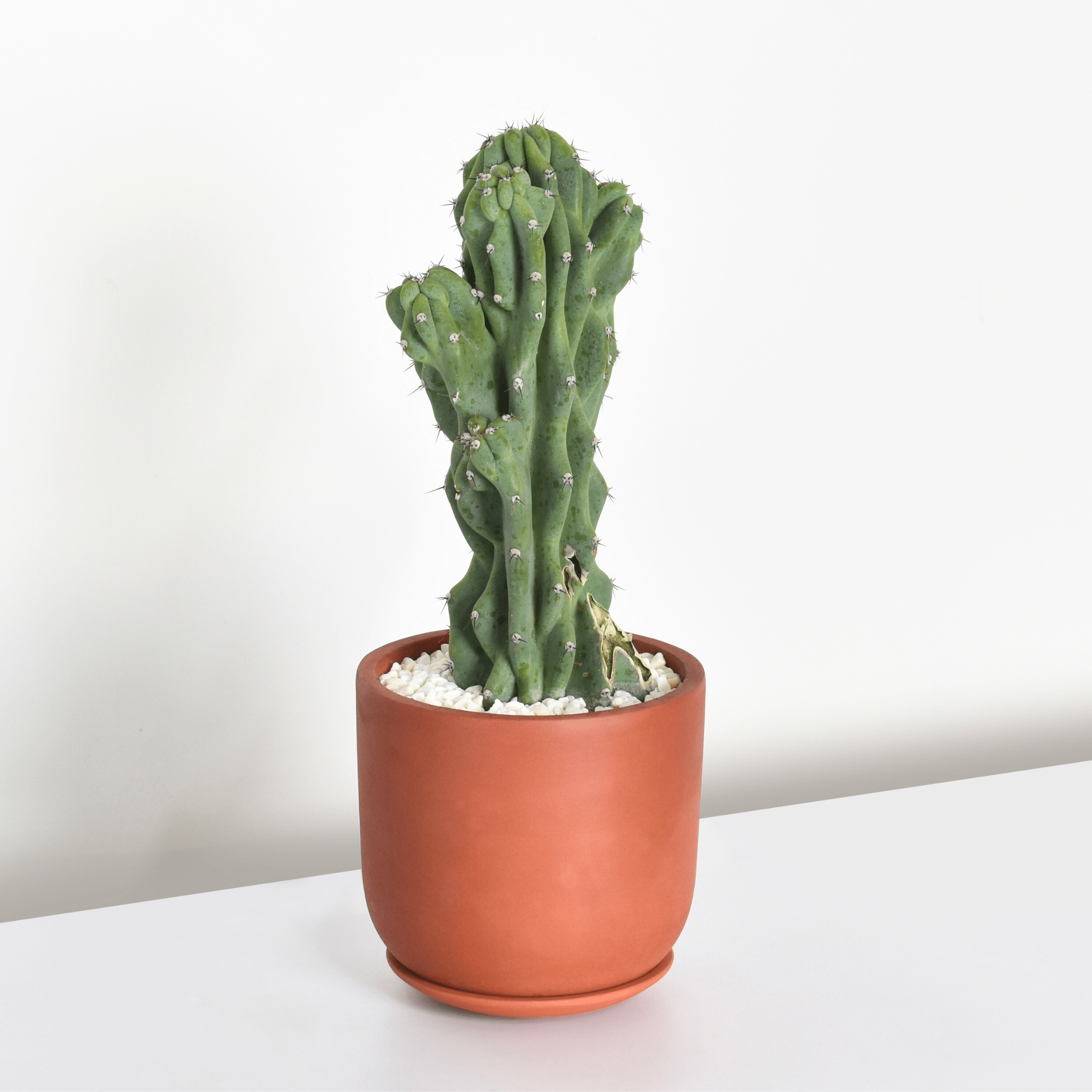 Monstrose Peruvian Apple Cactus (Cereus repandus f. monstrosus) - Cheeky Garden