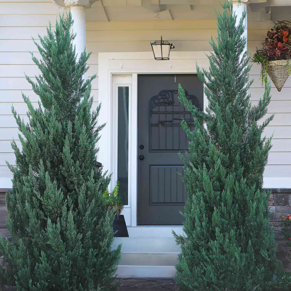Moonglow Juniper Tree - Cheeky Garden