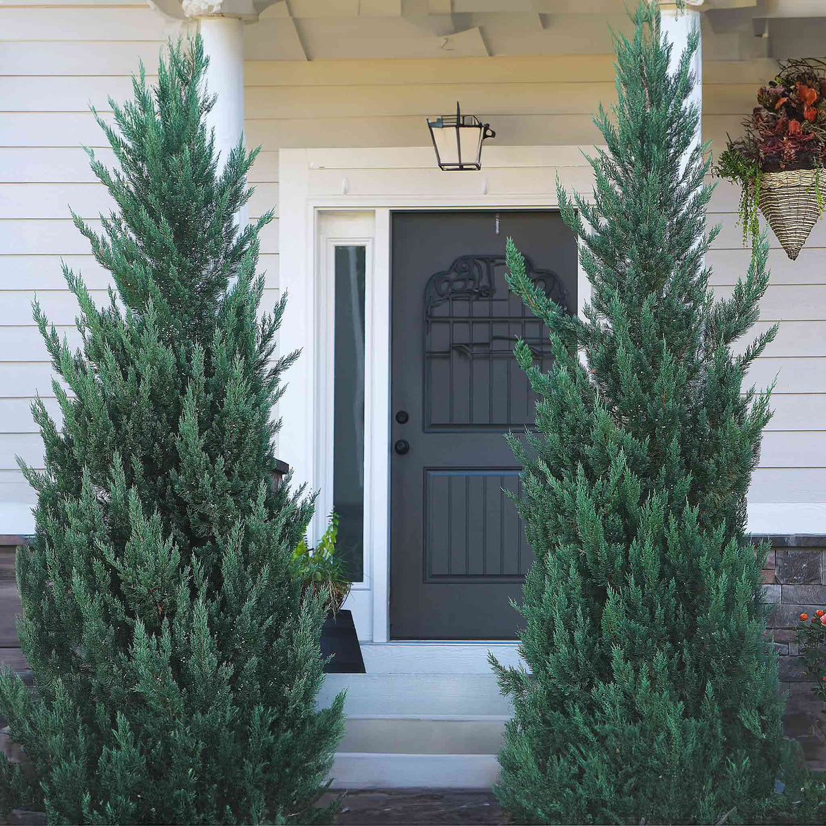 Moonglow Juniper Tree - Cheeky Garden