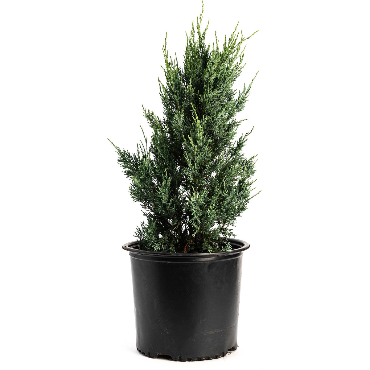 Moonglow Juniper Tree - Cheeky Garden