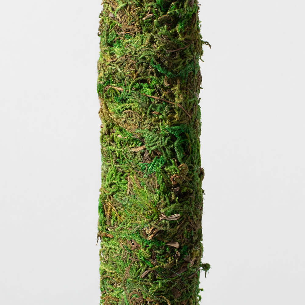 Moss Pole – Green Preserved Climbing Support - Cheeky Garden