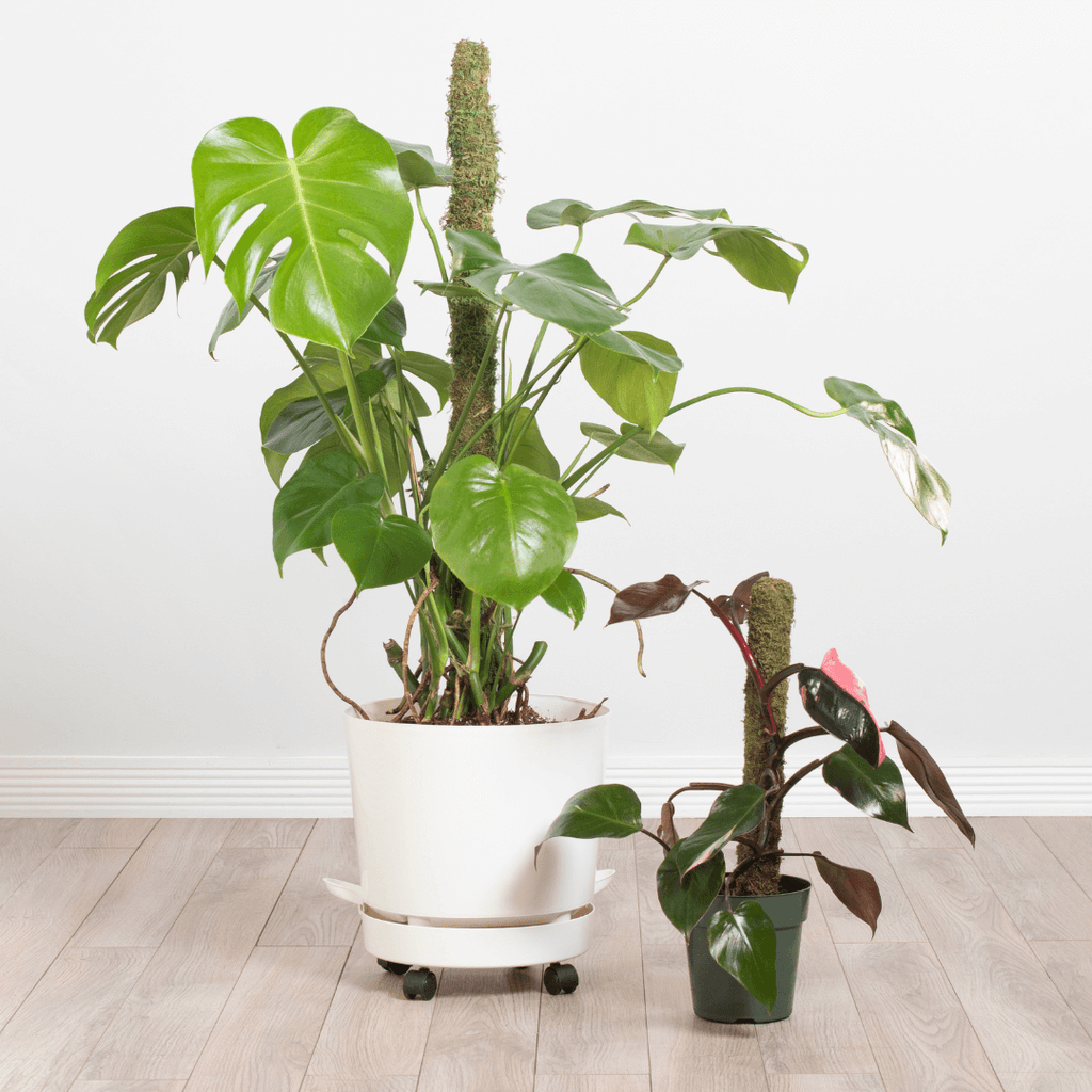 Moss Pole – Green Preserved Climbing Support - Cheeky Garden