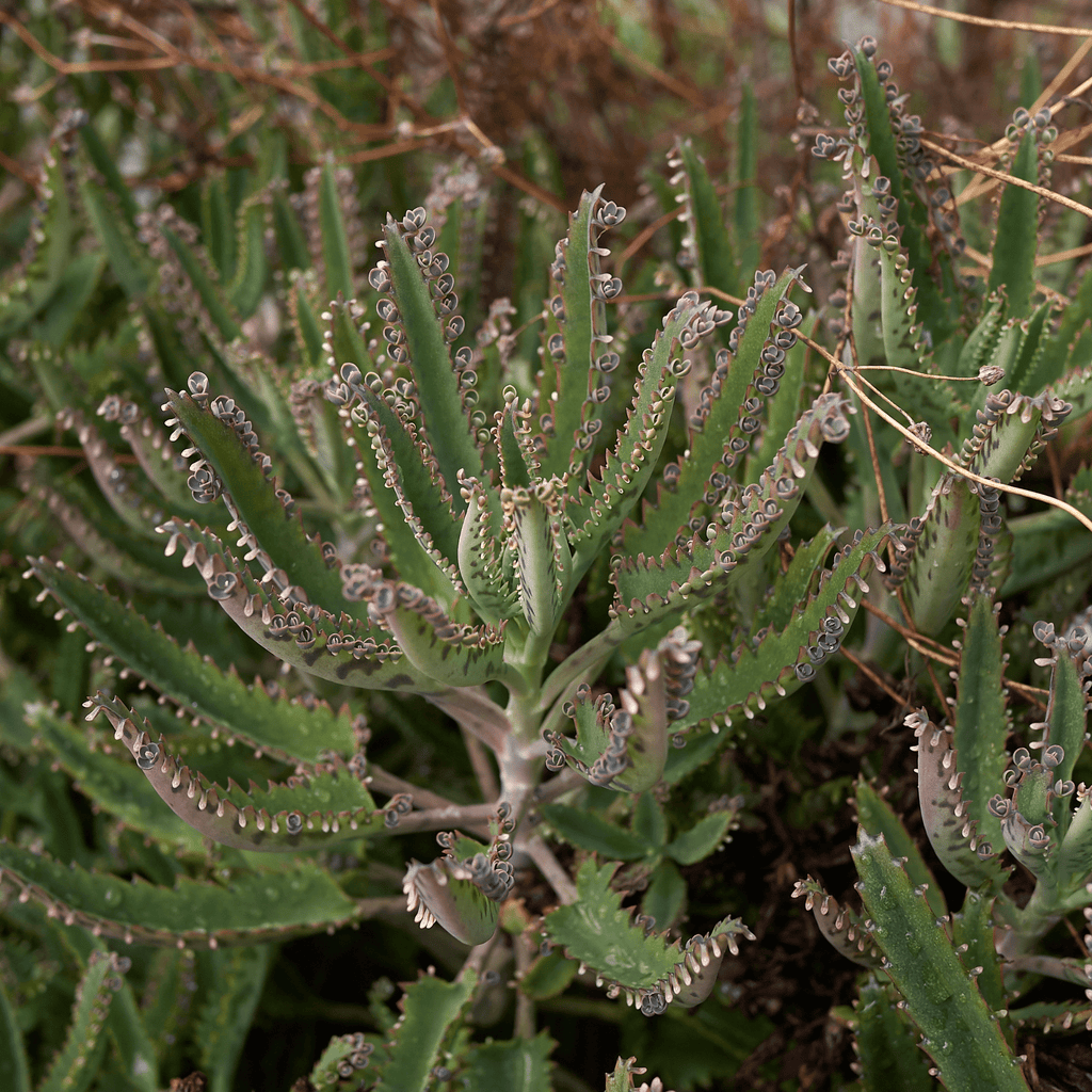 Mother of Thousands Succulent (Kalanchoe x houghtonii) - Cheeky Garden