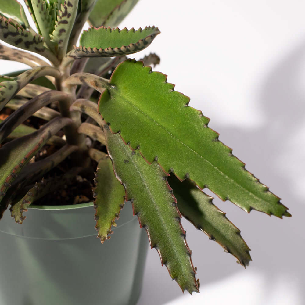 Mother of Thousands Succulent (Kalanchoe x houghtonii) - Cheeky Garden