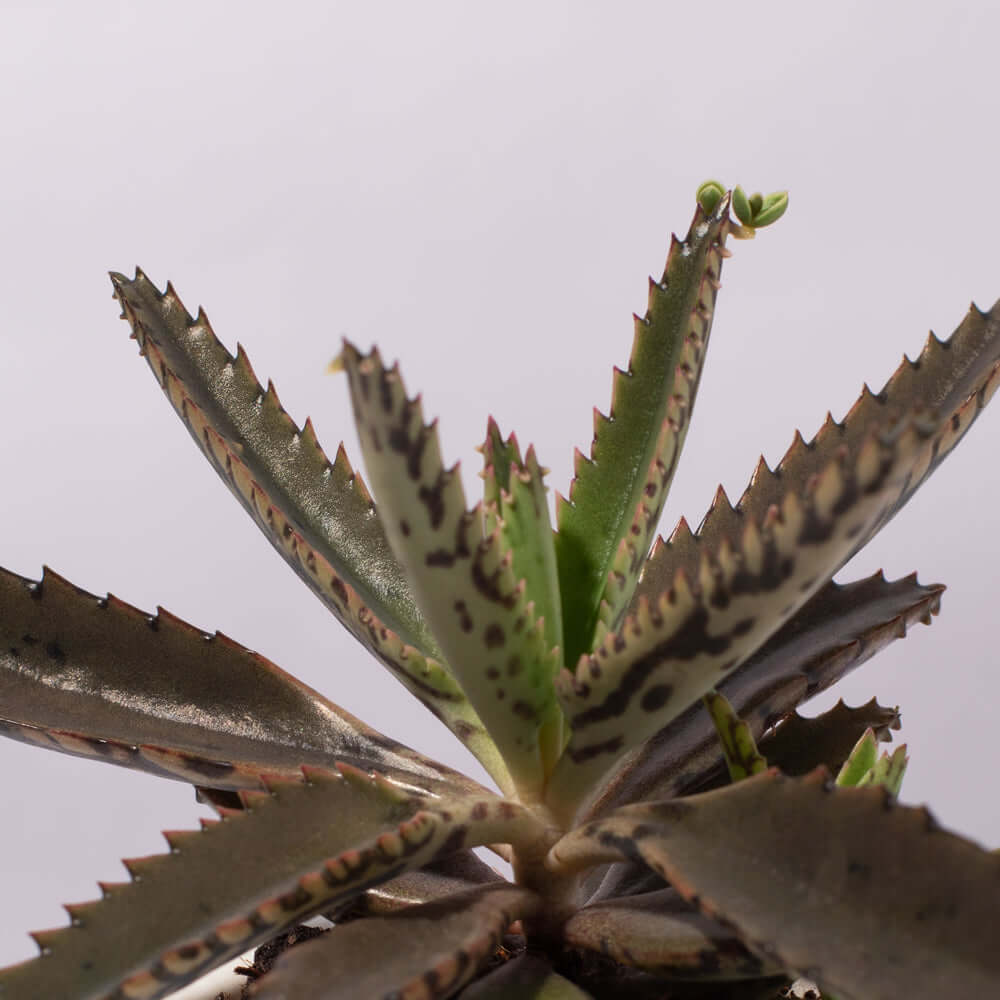 Mother of Thousands Succulent (Kalanchoe x houghtonii) - Cheeky Garden