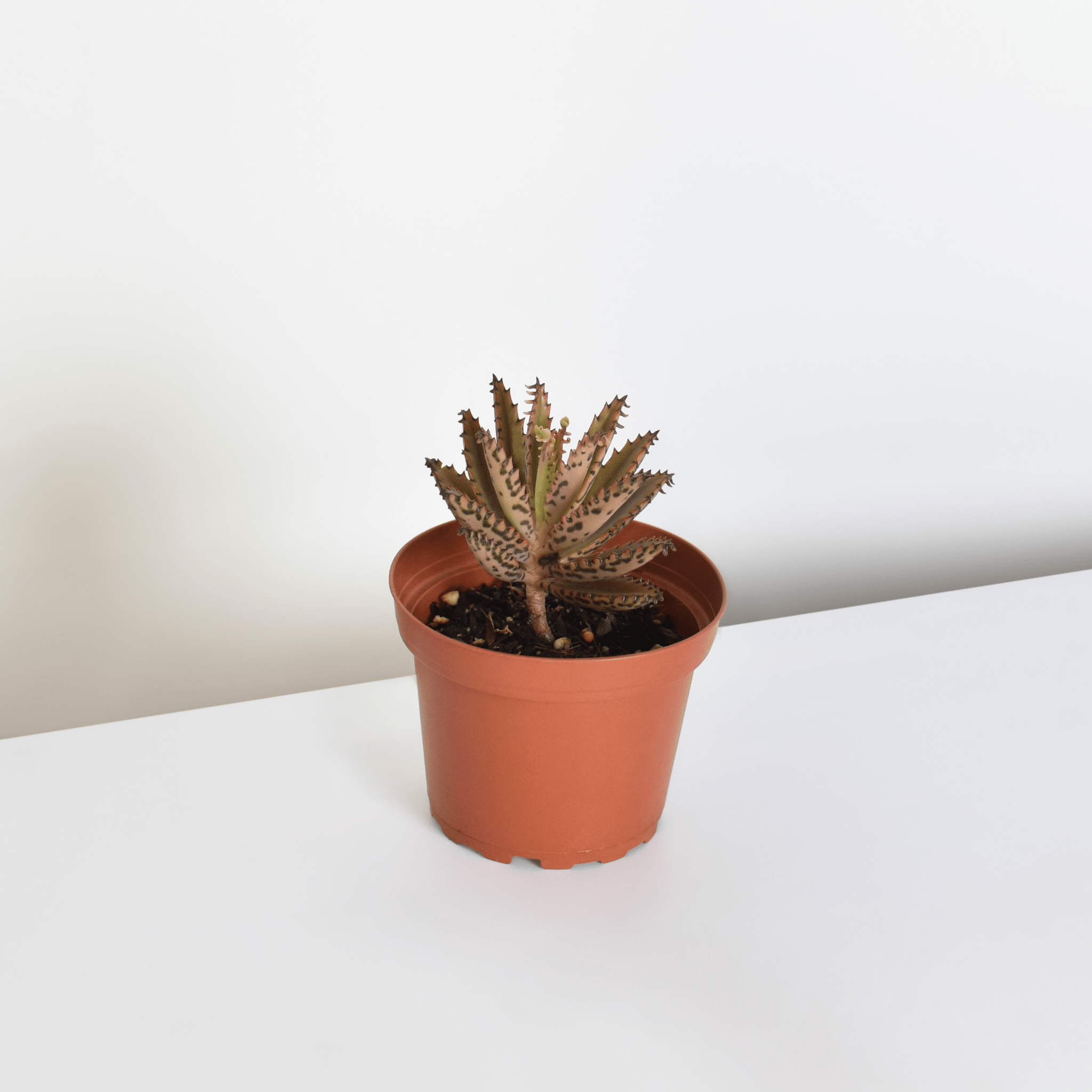 Mother of Thousands Succulent (Kalanchoe x houghtonii) - Cheeky Garden