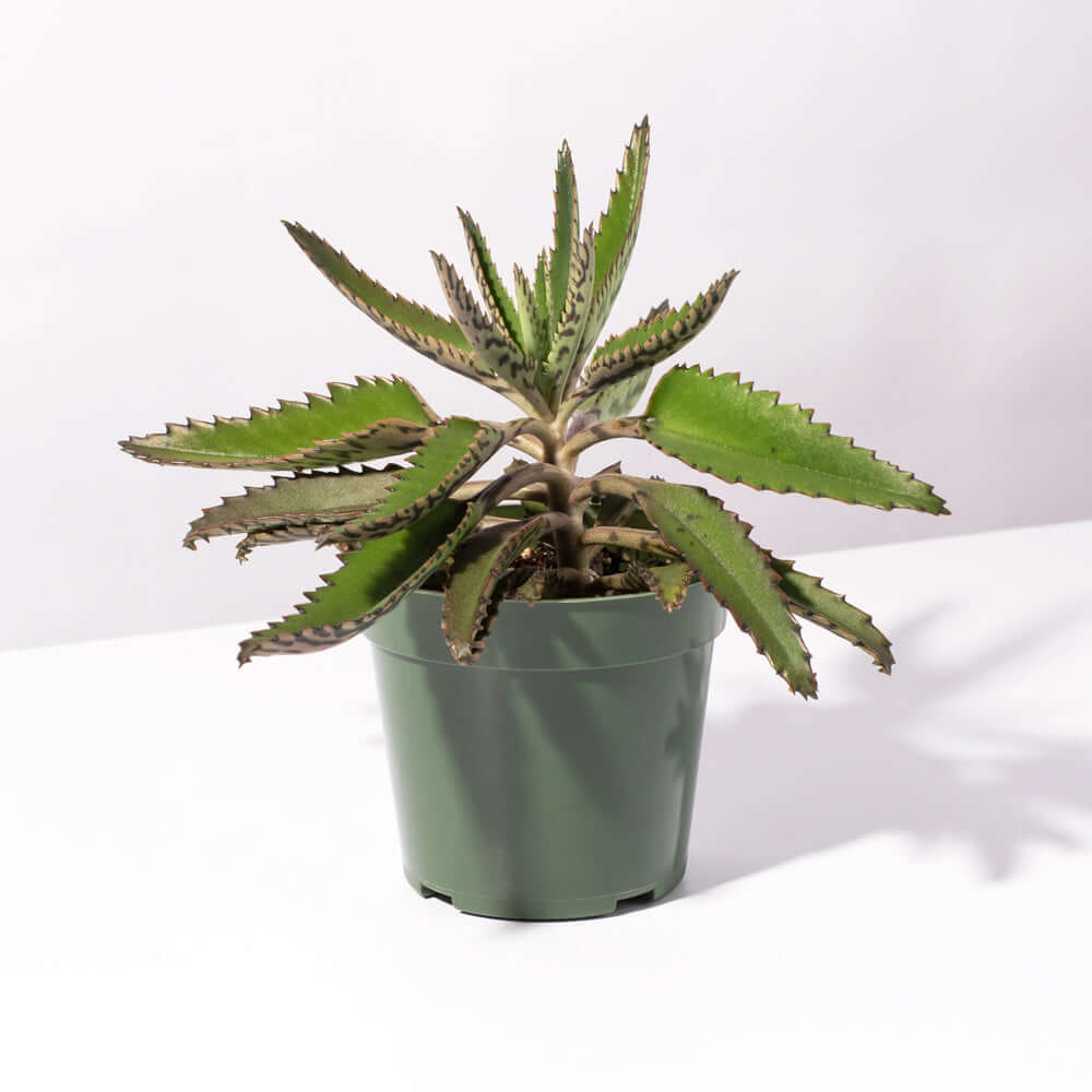 Mother of Thousands Succulent (Kalanchoe x houghtonii) - Cheeky Garden