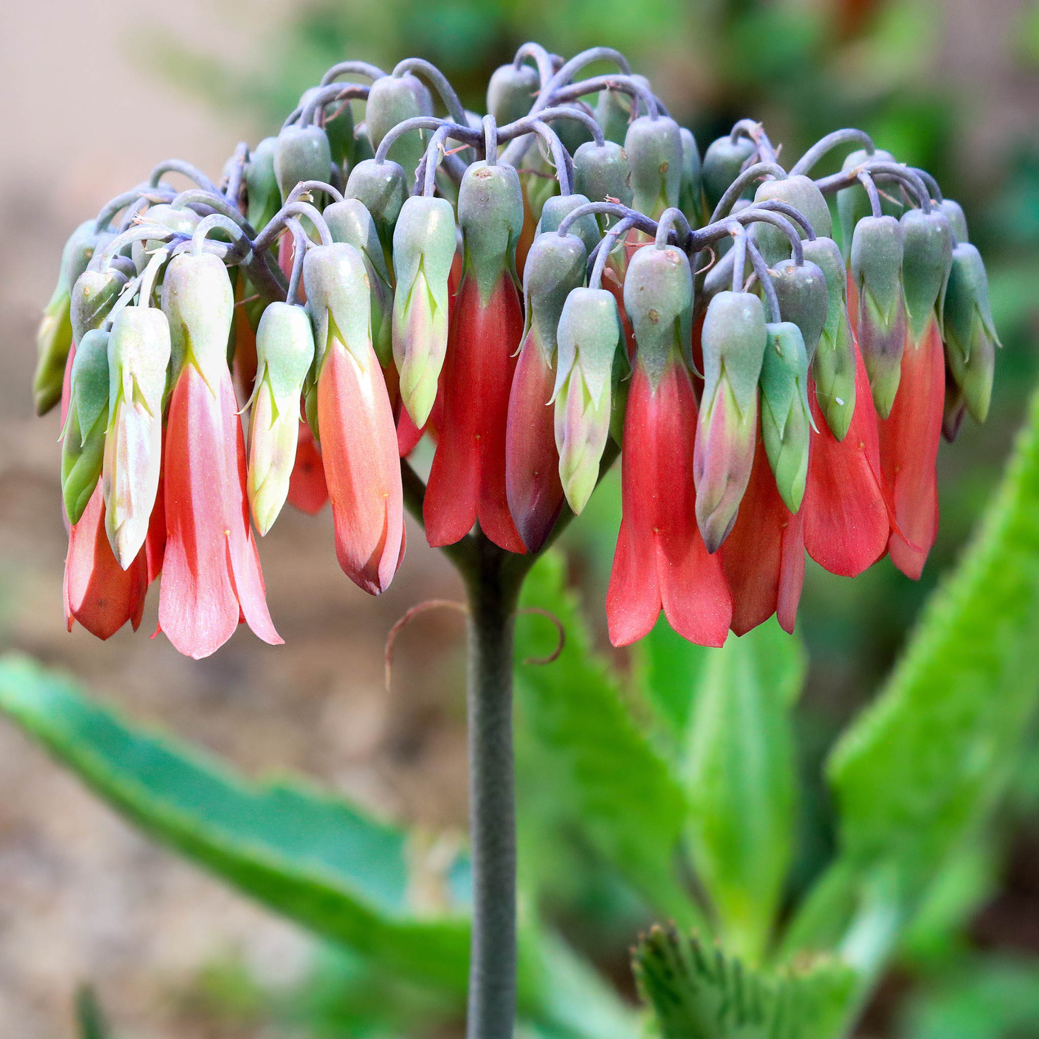 Mother of Thousands Succulent (Kalanchoe x houghtonii) - Cheeky Garden