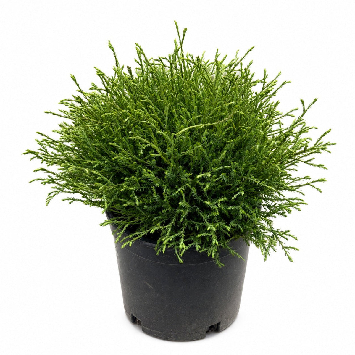 Mr. Bowling Ball® Arborvitae - Cheeky Garden