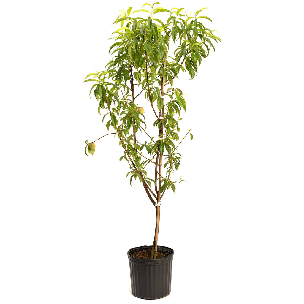 Multi-Fruit Peach Tree - Cheeky Garden
