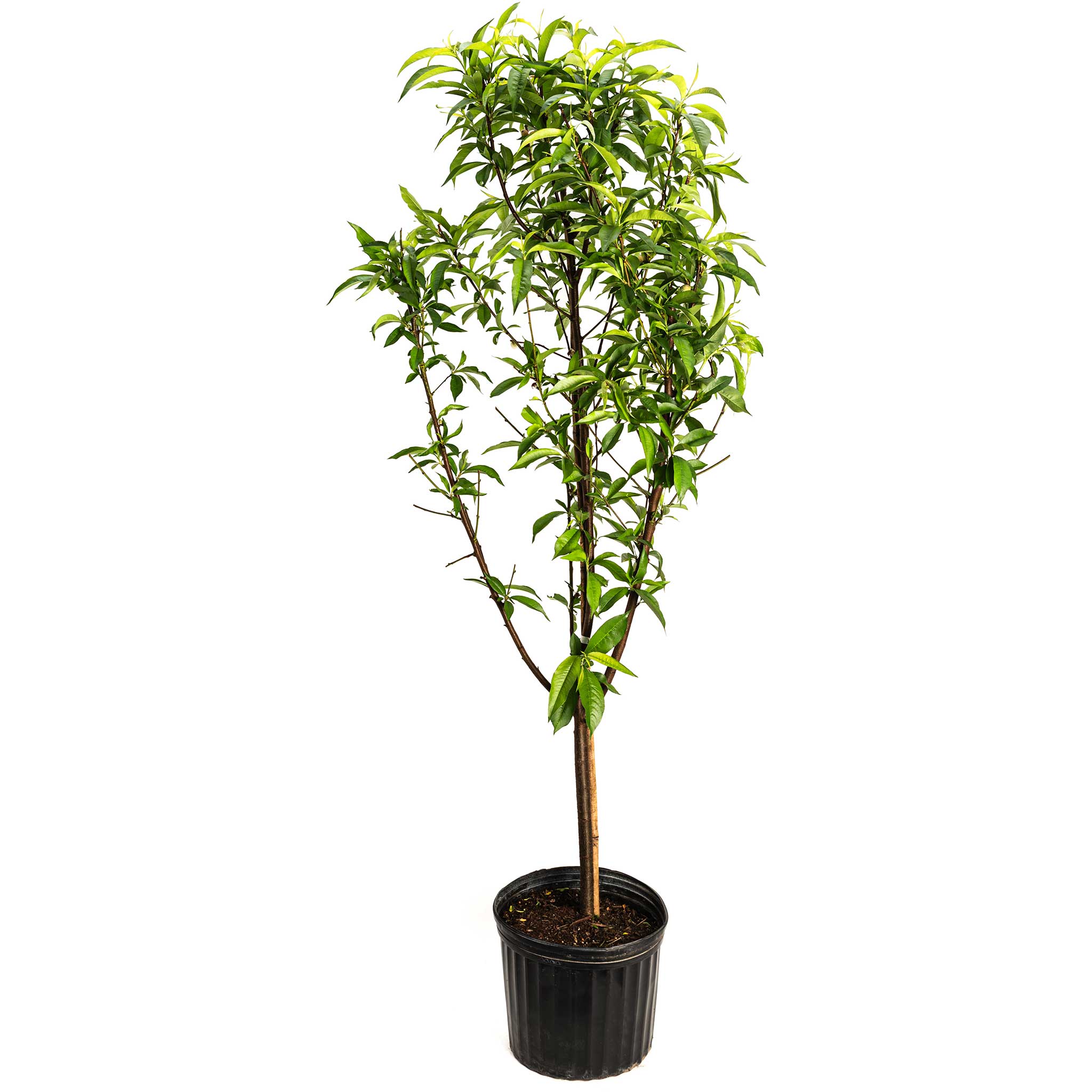 Multi-Fruit Peach Tree - Cheeky Garden