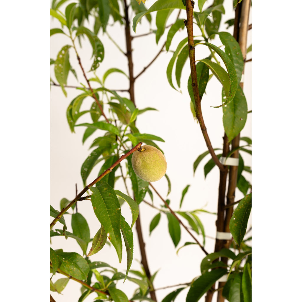 Multi-Fruit Peach Tree - Cheeky Garden