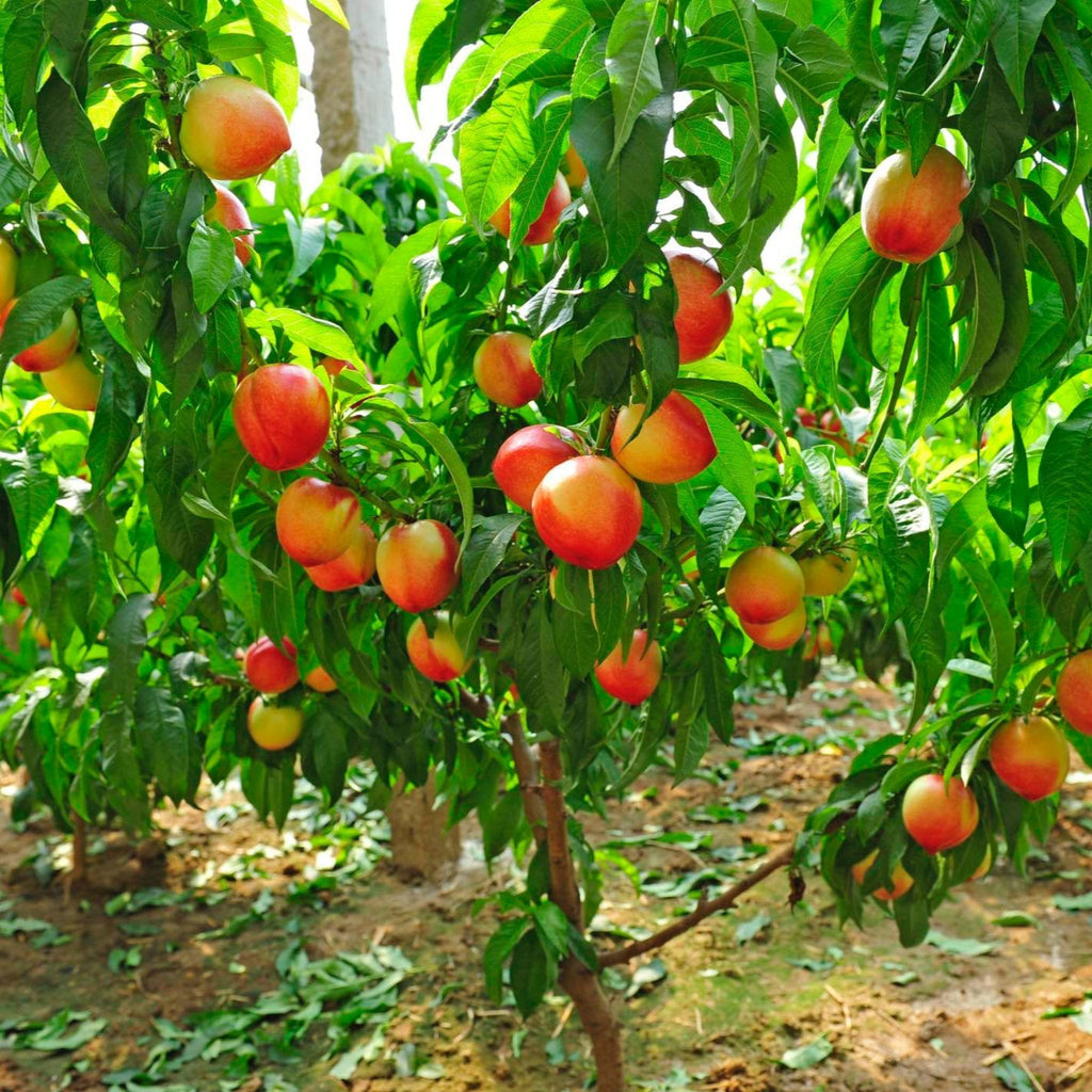 Multi-Fruit Peach Tree - Cheeky Garden
