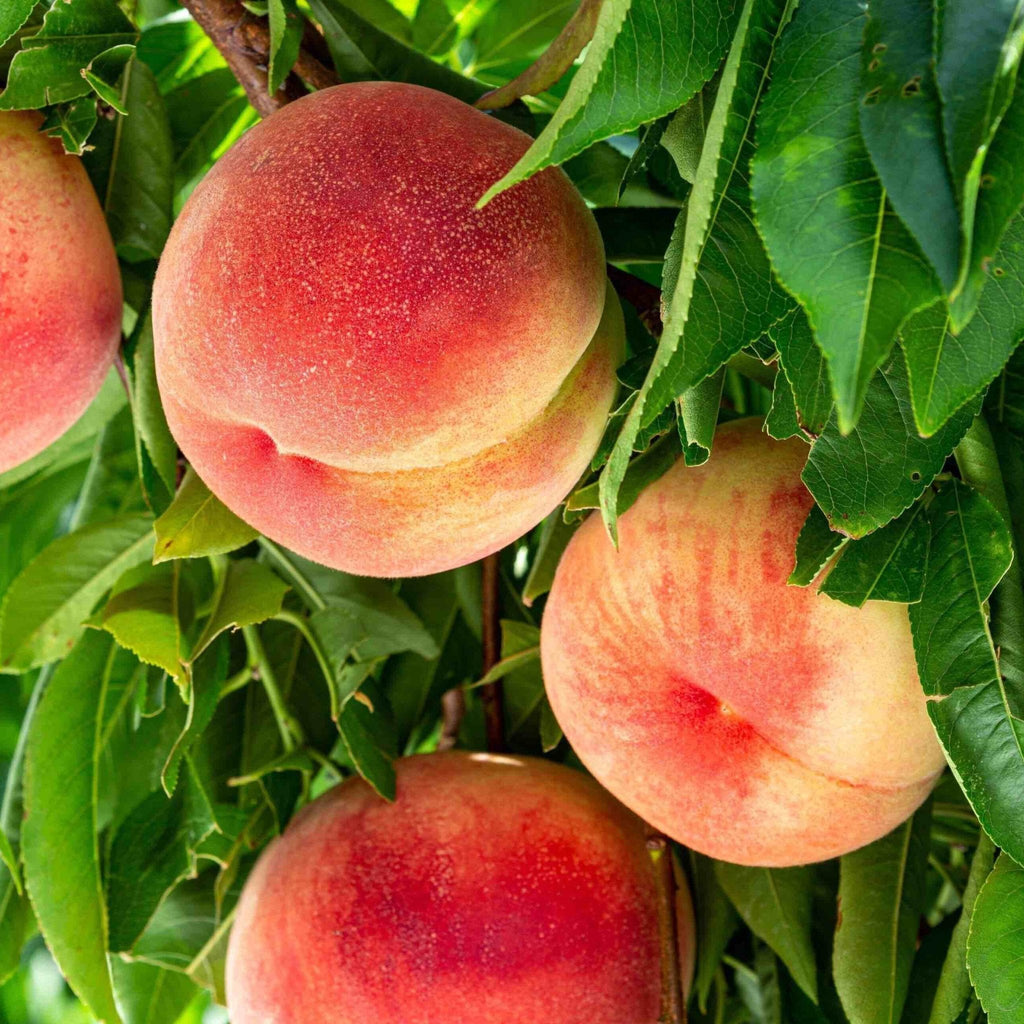Multi-Fruit Peach Tree - Cheeky Garden