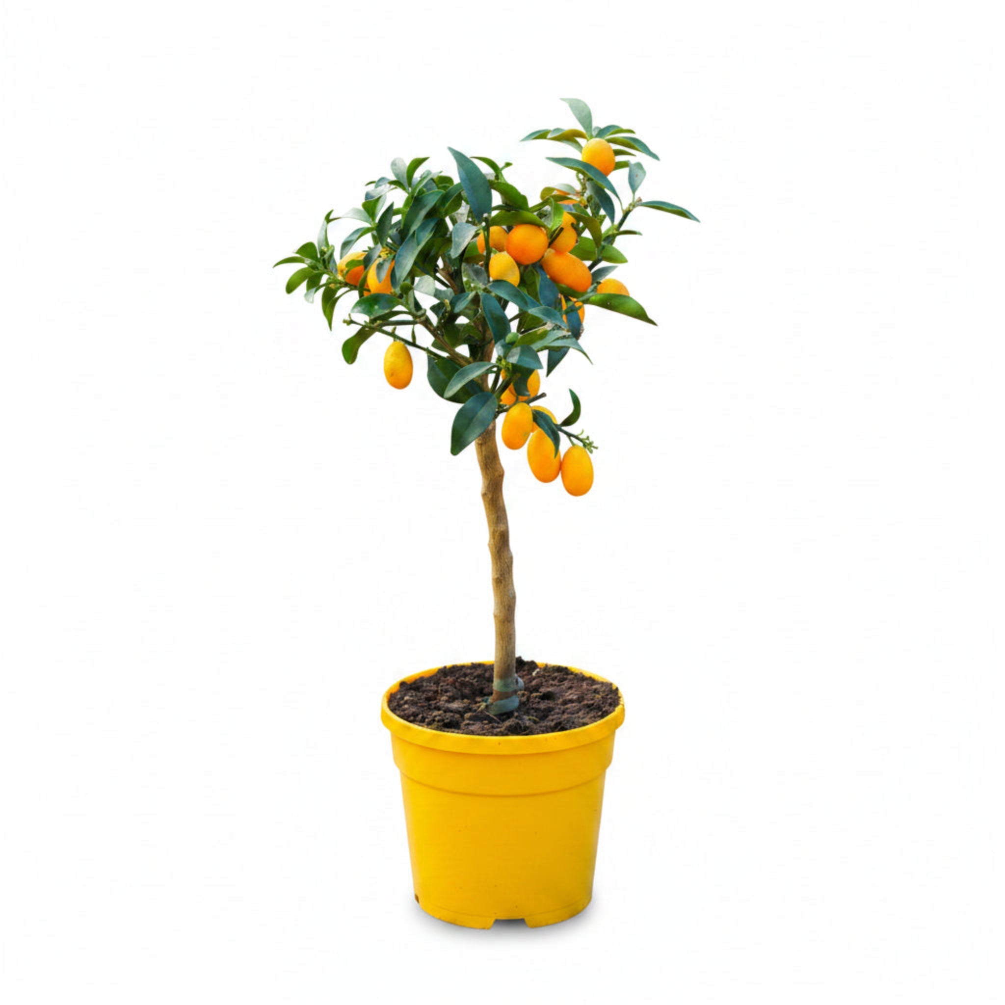 Nagami Kumquat Tree - Cheeky Garden