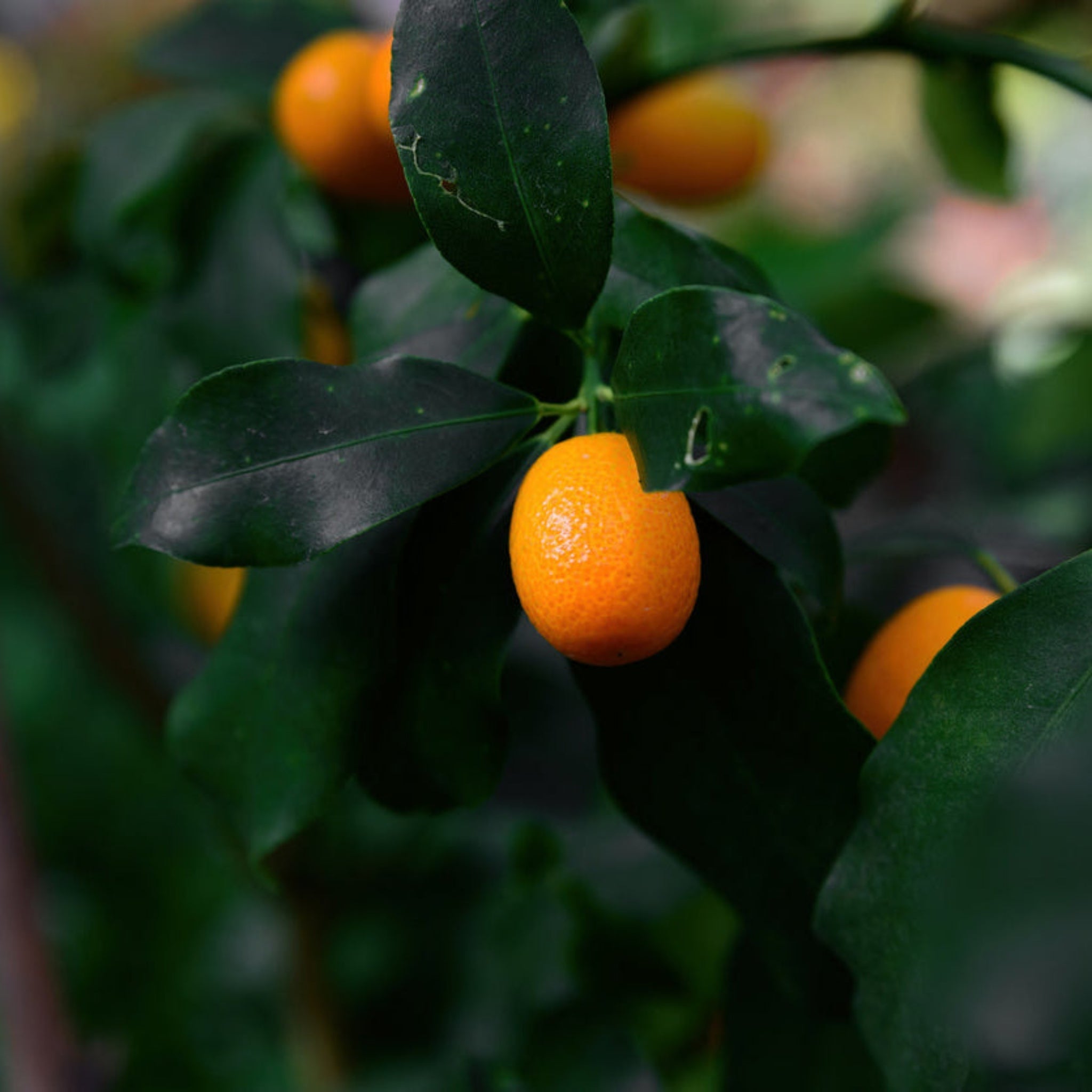 Nagami Kumquat Tree - Cheeky Garden