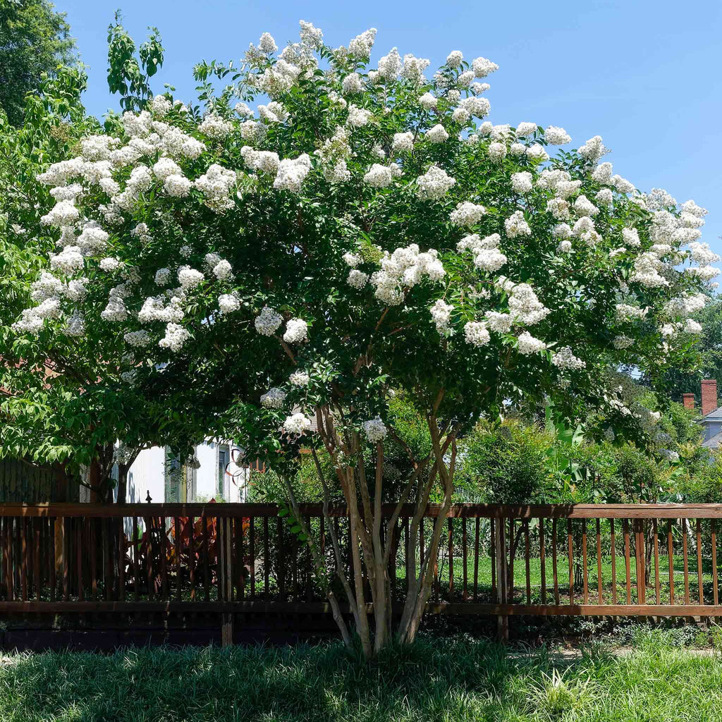 Natchez Crape Myrtle - Cheeky Garden