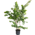 Natchez Crape Myrtle - Cheeky Garden