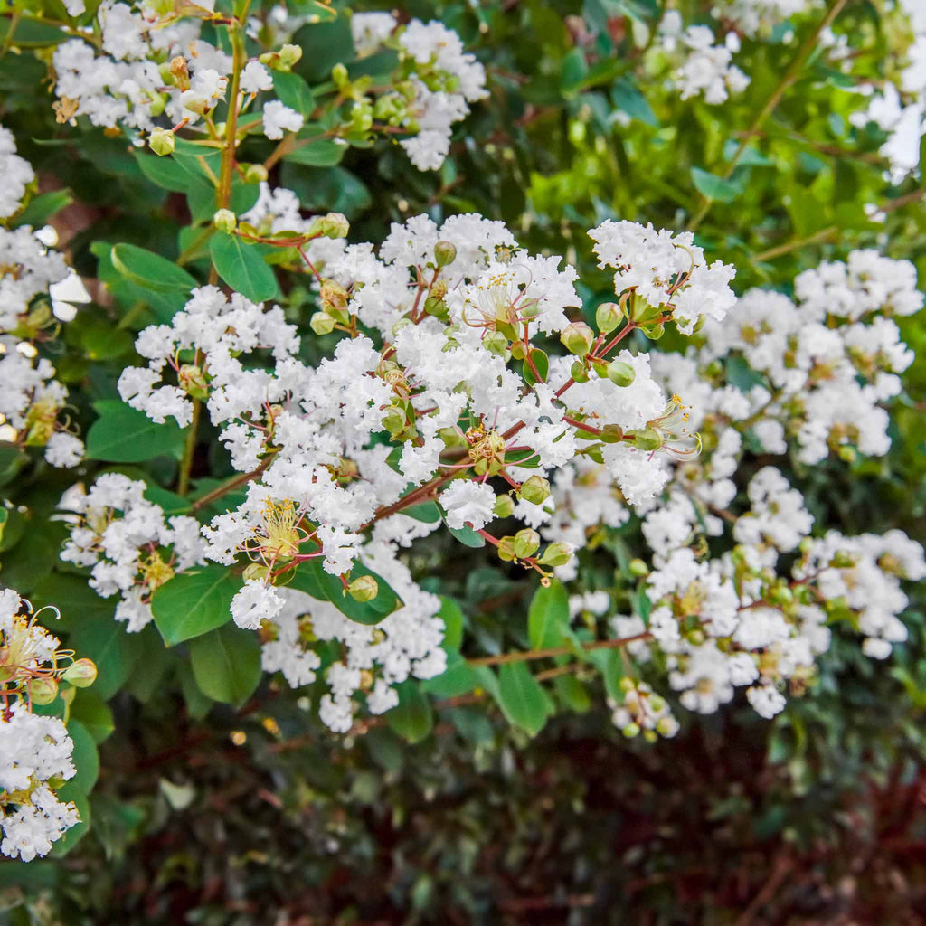 Natchez Crape Myrtle - Cheeky Garden