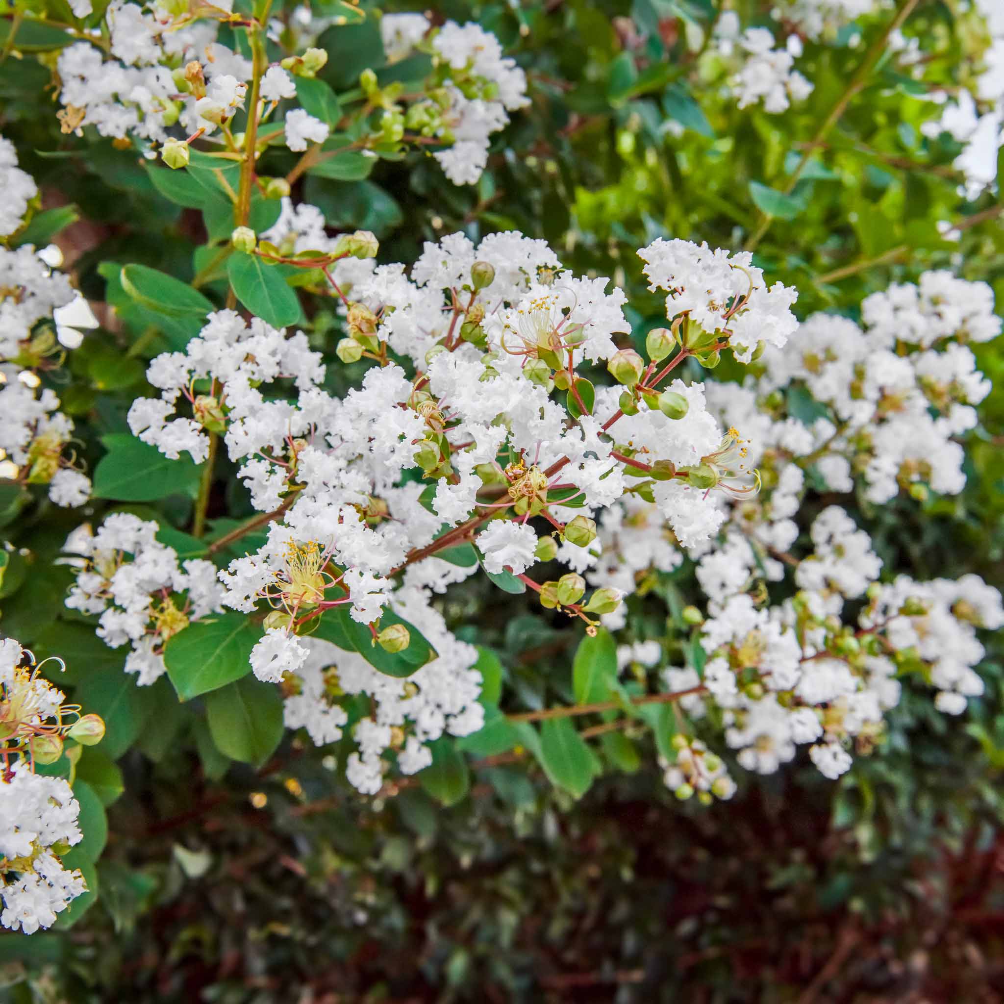 Natchez Crape Myrtle - Cheeky Garden
