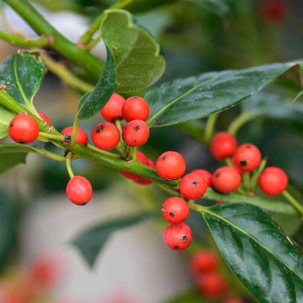 Nellie Stevens Holly - Cheeky Garden