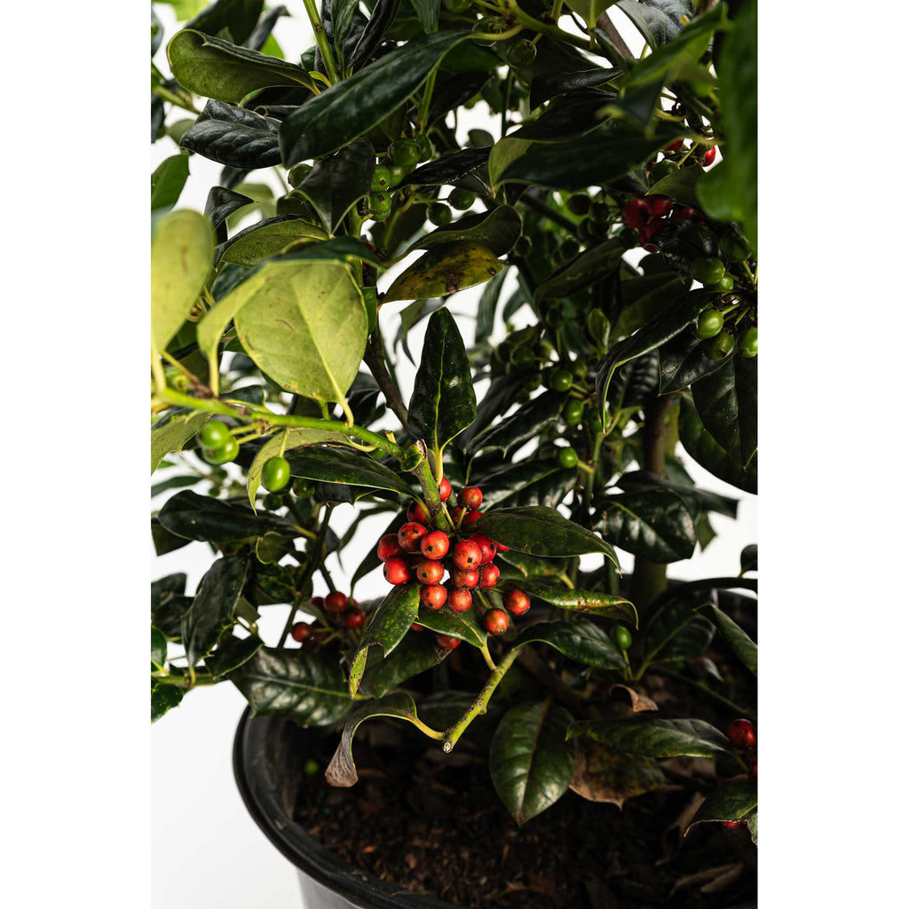 Nellie Stevens Holly - Cheeky Garden