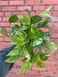 Neon Queen Pothos - Cheeky Garden