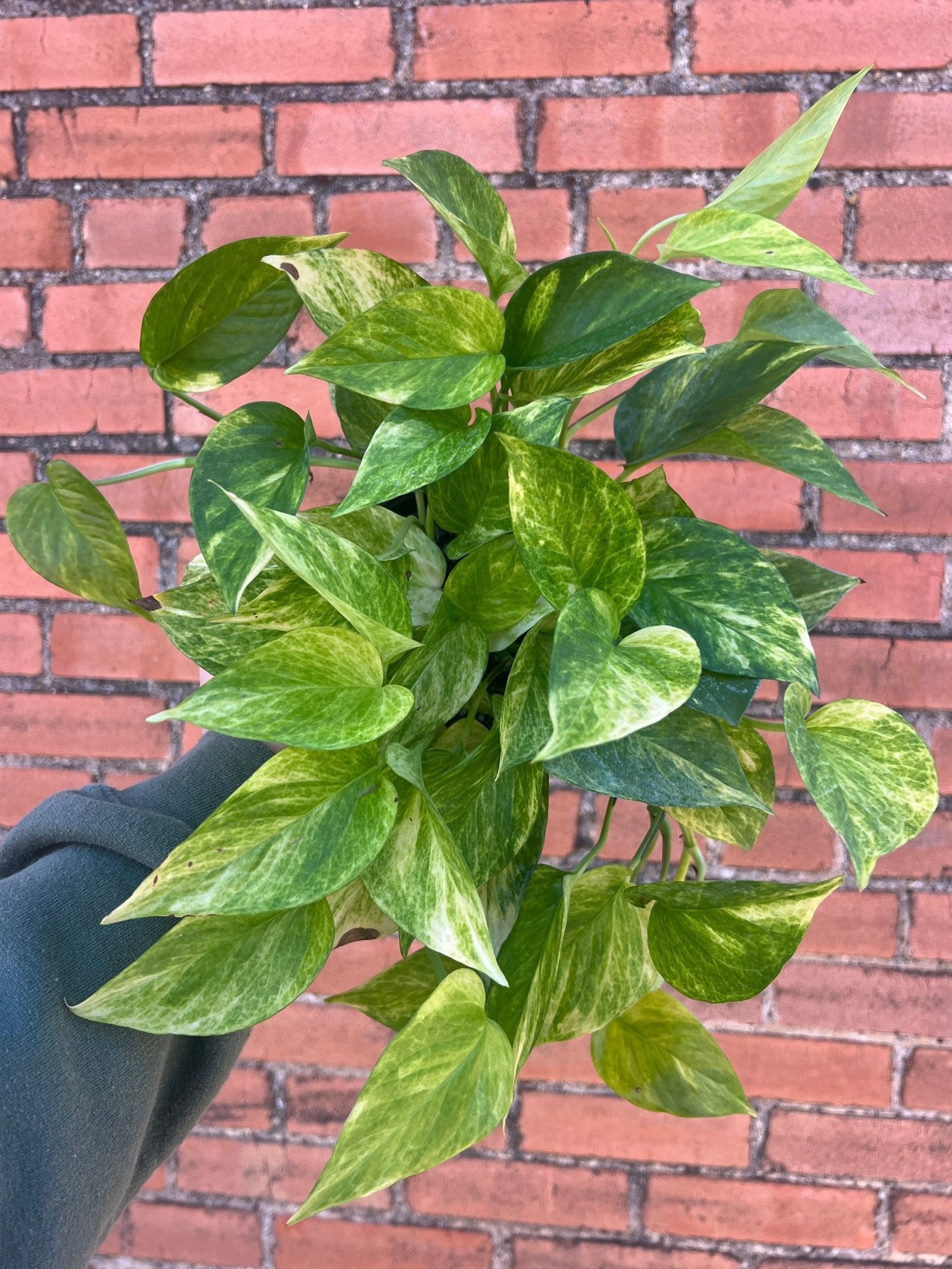 Neon Queen Pothos - Cheeky Garden