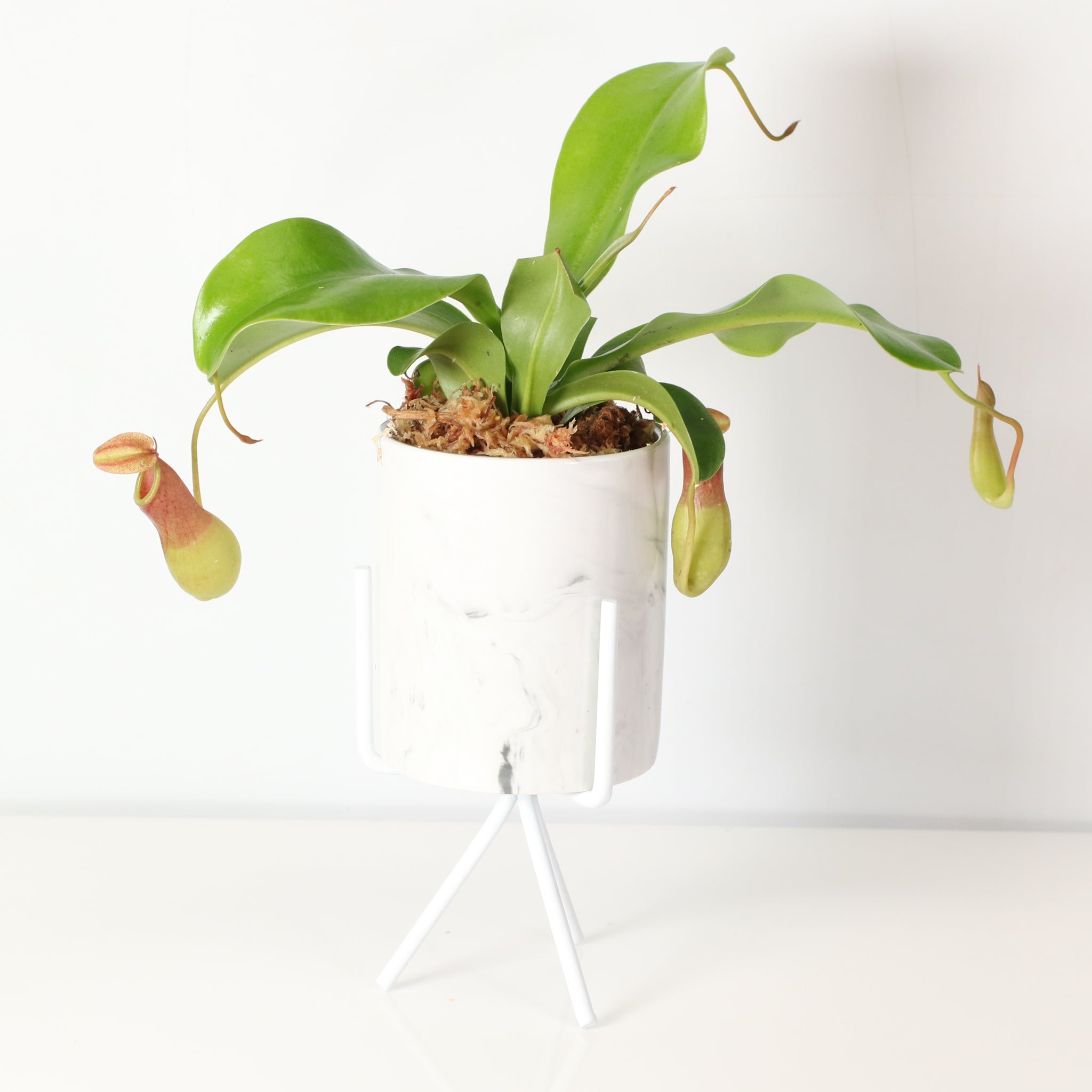 Nepenthes Alata Tropical Pitcher Plant (Monkey Cup) - Cheeky Garden