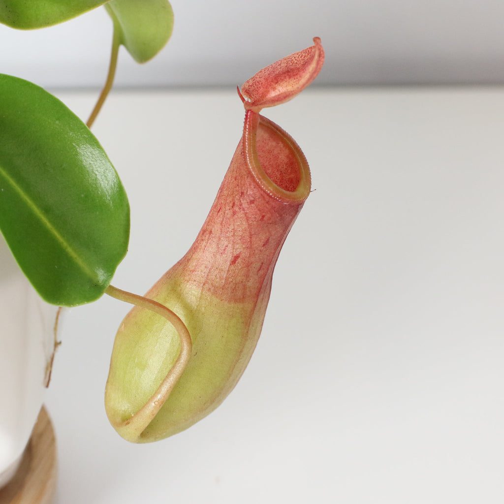 Nepenthes Alata Tropical Pitcher Plant (Monkey Cup) - Cheeky Garden