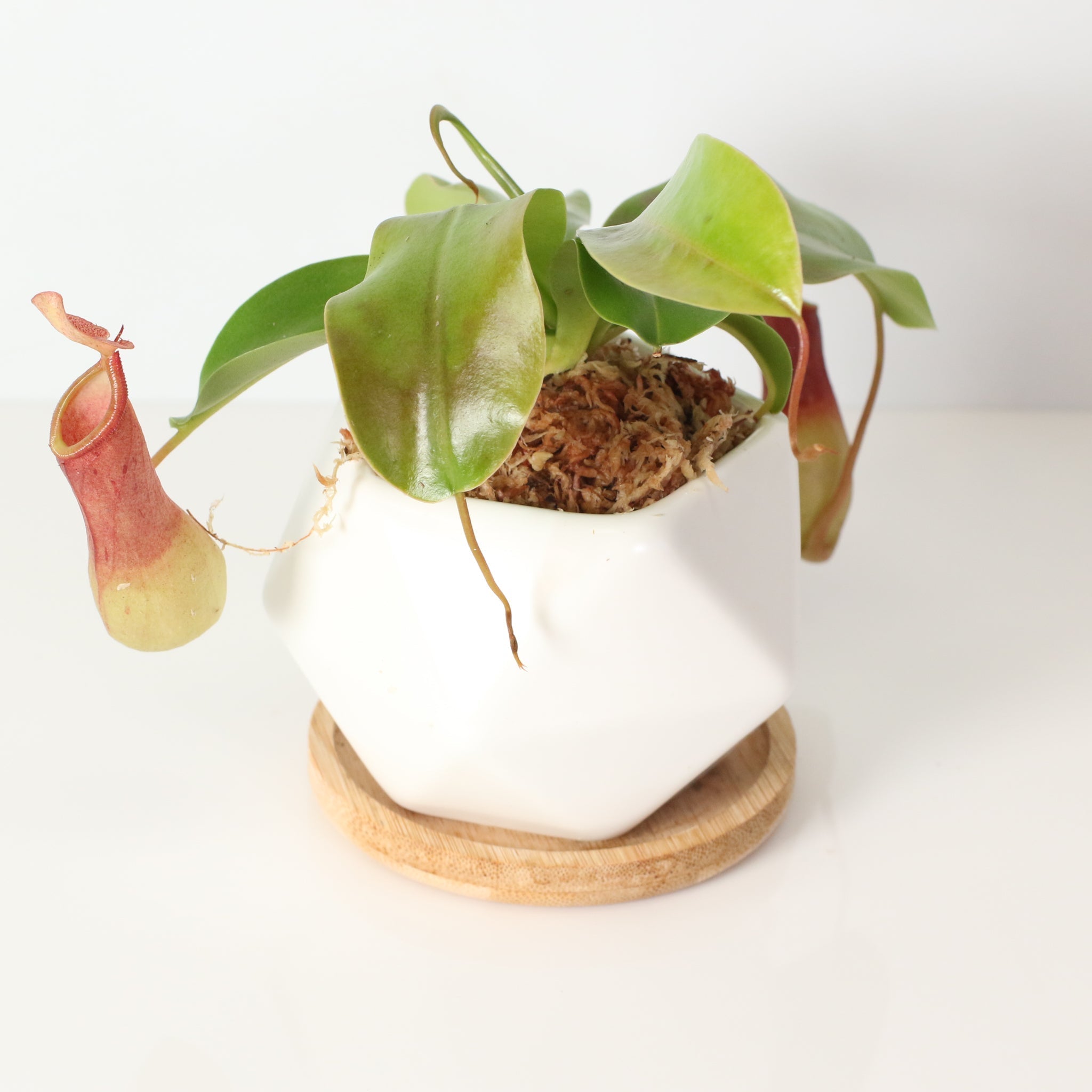 Nepenthes Alata Tropical Pitcher Plant (Monkey Cup) - Cheeky Garden