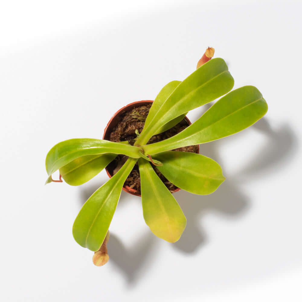 Nepenthes Alata Tropical Pitcher Plant (Monkey Cup) - Cheeky Garden