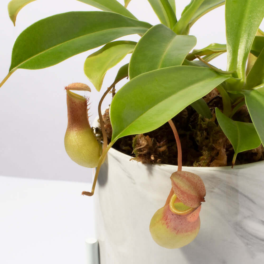 Nepenthes Alata Tropical Pitcher Plant (Monkey Cup) - Cheeky Garden
