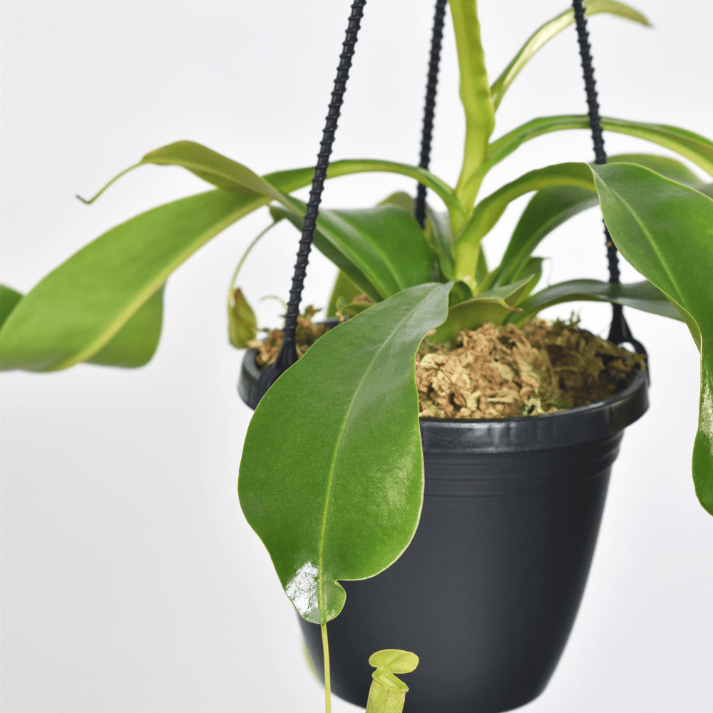 Nepenthes Alata Tropical Pitcher Plant (Monkey Cup) - Cheeky Garden