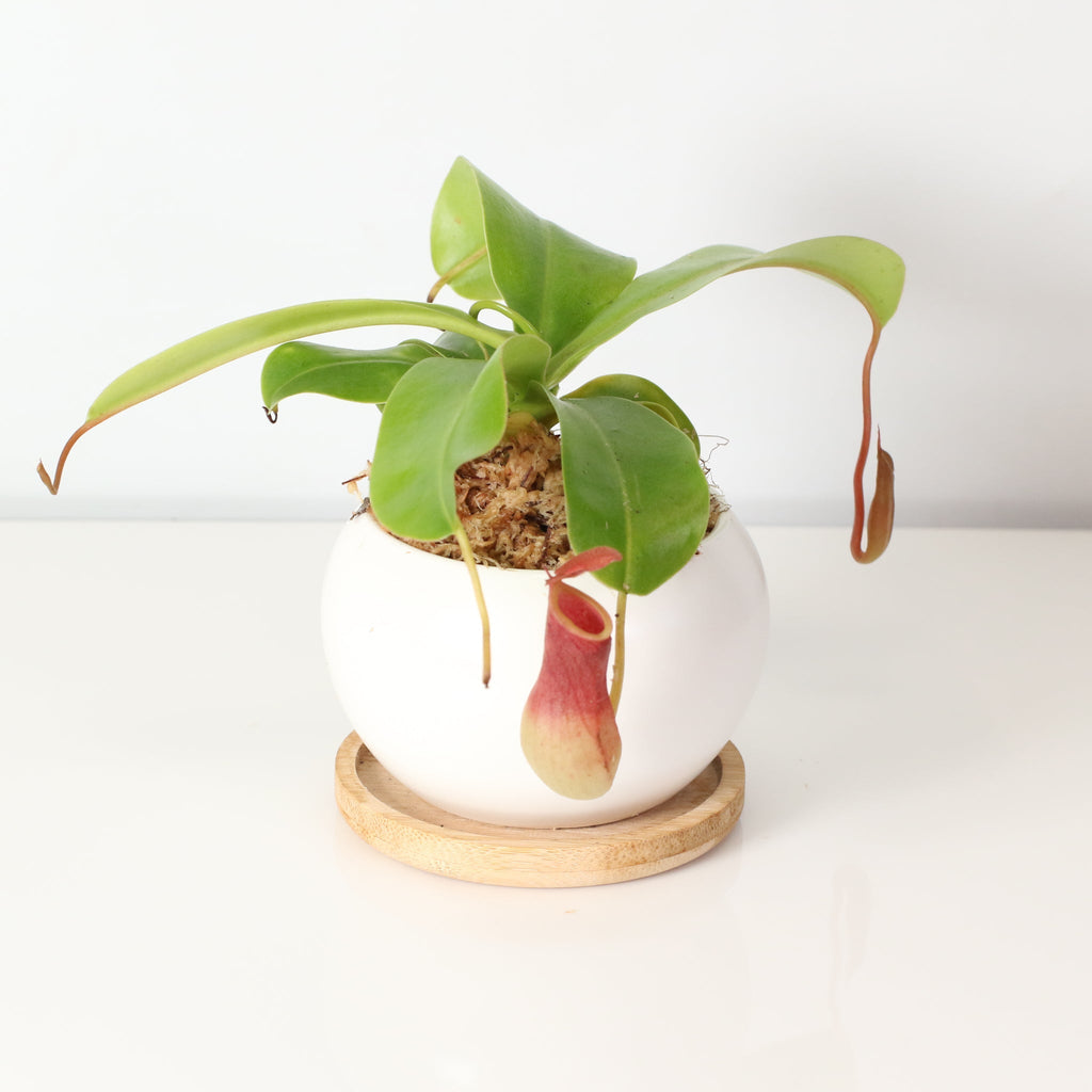 Nepenthes Alata Tropical Pitcher Plant (Monkey Cup) - Cheeky Garden