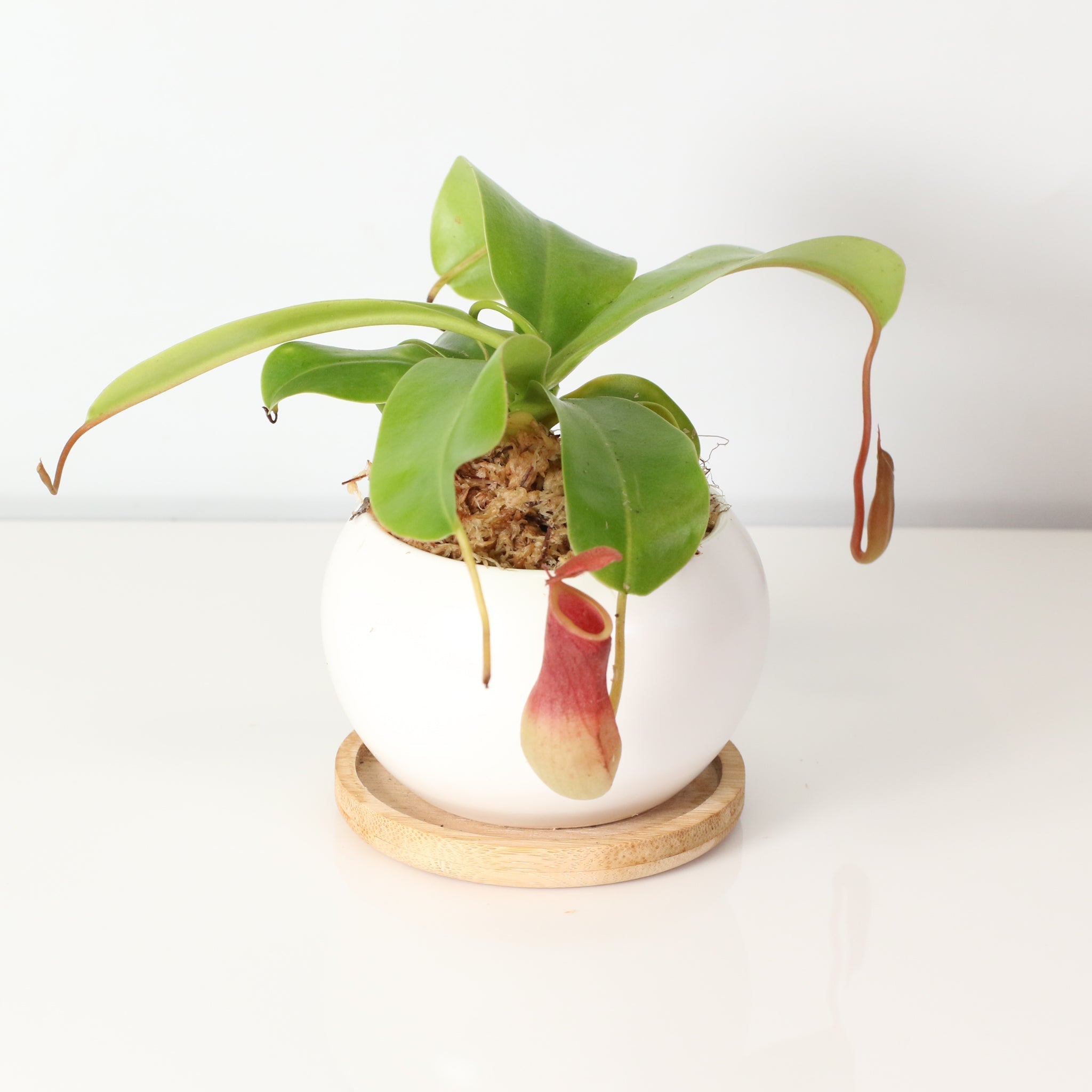 Nepenthes Alata Tropical Pitcher Plant (Monkey Cup) - Cheeky Garden