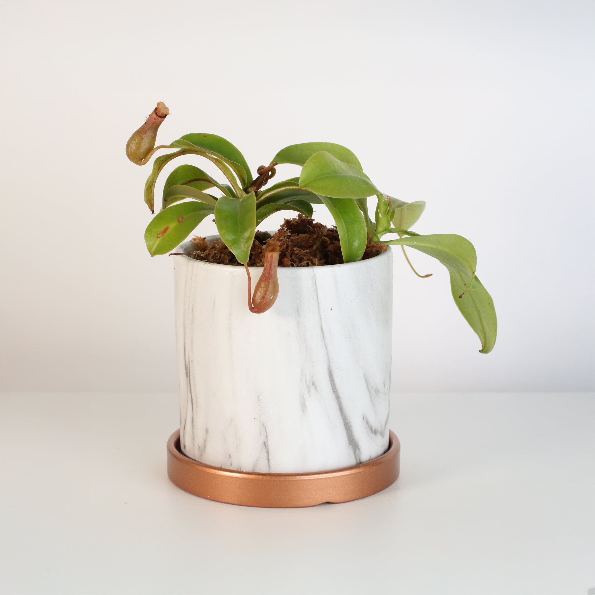 Nepenthes Alata Tropical Pitcher Plant (Monkey Cup) - Cheeky Garden